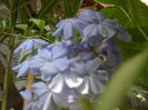 SAM_3621