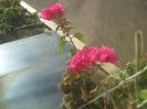 SAM_3633