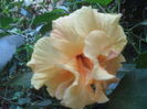 SAM_3637