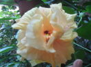 SAM_3638