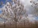 PAULOWNIA TOMENTOSA