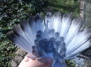 DSC03260