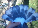Indigo