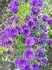 aster mov inchis