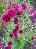 aster grena
