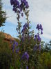 aconitum de toamna