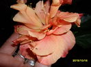 SAM_1826