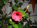 SAM_1915