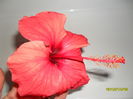 SAM_1921