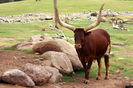 Rasa africana Watusi