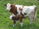 Simmental franceza-3