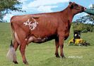Vaca de lapte franceza