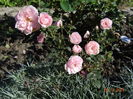 Blush Parade