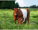 Rasa Red Holstein Fresian