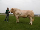Taur din rasa Polled Blonde