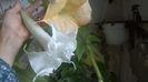 WP_20151026_16_27_57_Pro