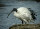 Ibisul-sacru-Threskiornis-aethiopicus-2-600x450