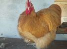 COCOS 1 GALBEN