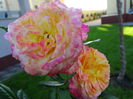 DSC00950