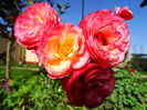 DSC01343
