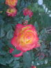 DSC01131