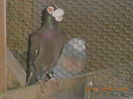 DSCN3380