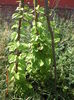 Schisandra sistem de crestere
