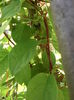 schisandra fructe iunie