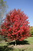 Acer rubrum October Glory