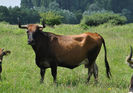 Rasa primitiva Aurochs -Bos primigenius