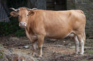 Rasa Rubia Gallega frumoasa