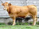 Rasa Rubia Gallega mare