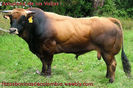 Taur din rasa Asturiana-84