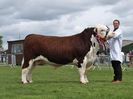 Taur din rasa Hereford frumos-43