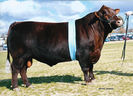 Taur din rasa Red Poll la concurs