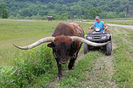 Taurul mare din rasa Texas Longhorn