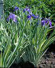 Iris_laevigata_Variegata_77047_16438_1280_1280