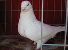 Matca