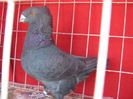 Matca