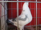 Vandut