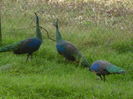 Pavo muticus muticus trio.