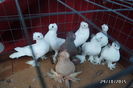 SAM_4375