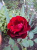 DSC07788