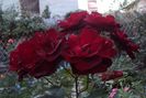 DSC07781