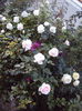 DSC07794