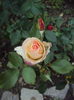 DSC07850