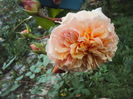 DSC07841
