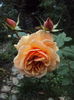 DSC07859