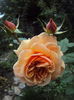 DSC07860