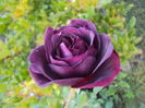 DSC08111
